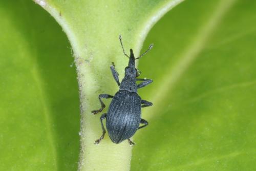 Oxystoma ochropus